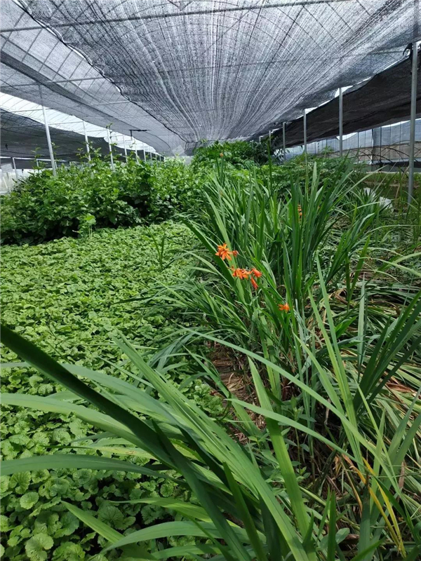 中草药材种植基地,中草药材种植基地实地验证数据应用与交互版的发展,实地执行考察设计_3DM29.71.13