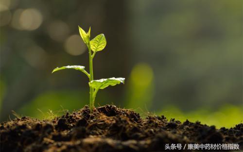 草药的种植时间