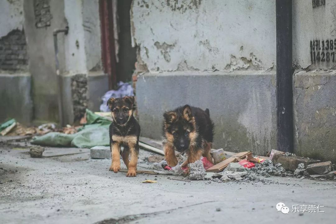 西安男童遭恶犬袭击