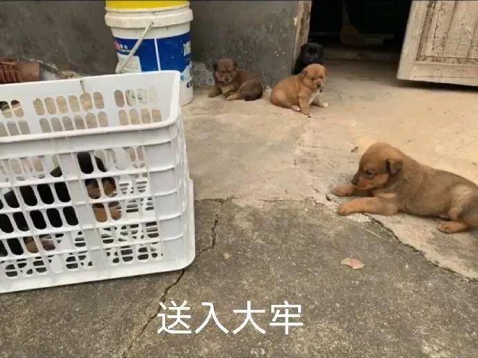 狗狗偷吃猪肉