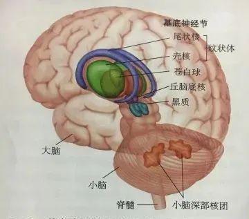 大脑神经发达