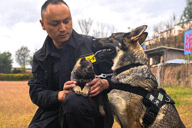 云南警犬