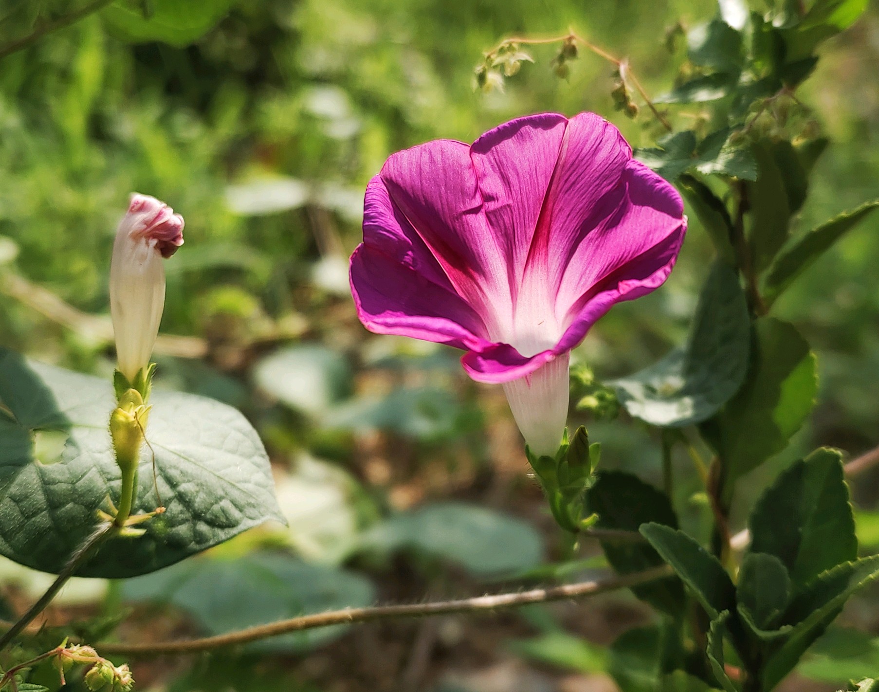 中马牵牛花开