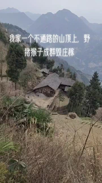 四川一地上百只猴子成群毁庄稼