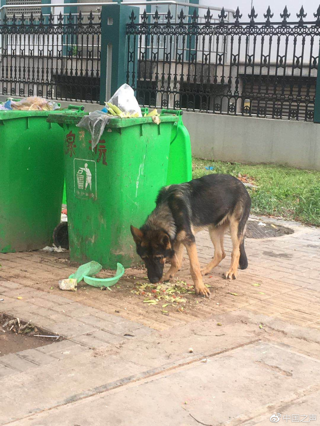 4只警犬上班没精神被通报